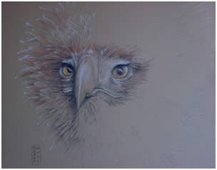 Australian Wedge Tailed Eagle Note Card